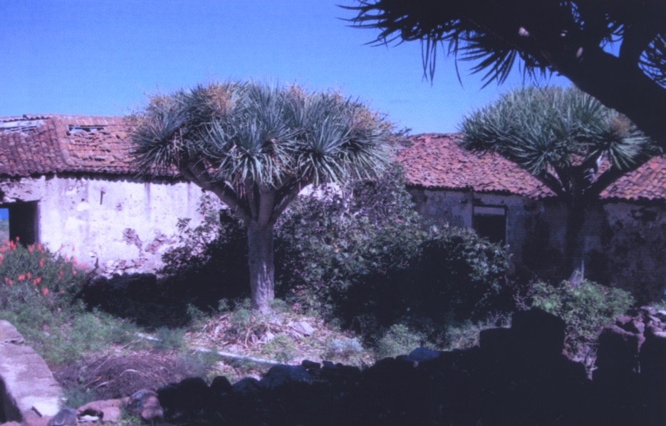 Caserio de Las Palmas de Anaga